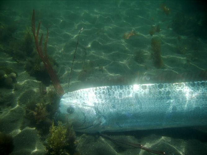 白龍魚是海魚嗎圖片