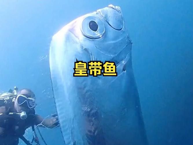 白龍魚是海魚嗎圖片