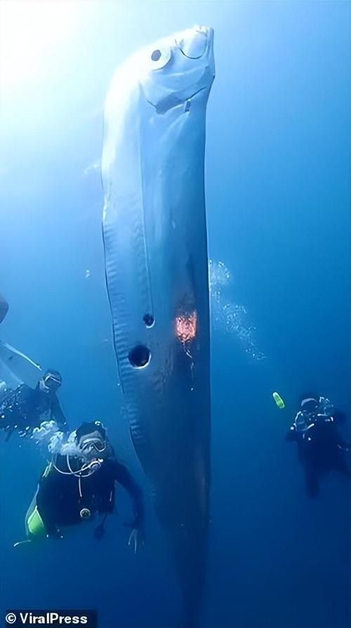 白龍魚是海魚嗎圖片