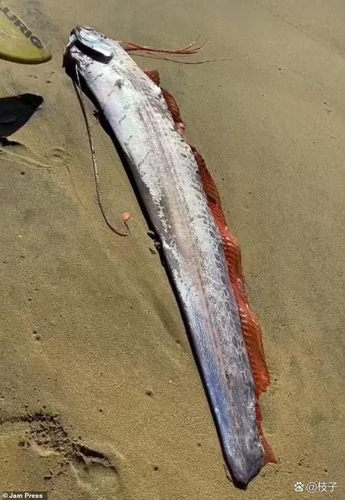 白龍魚是海魚嗎圖片