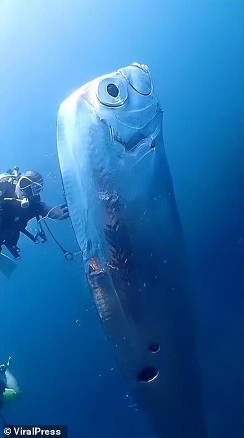 白龍魚是海魚嗎圖片
