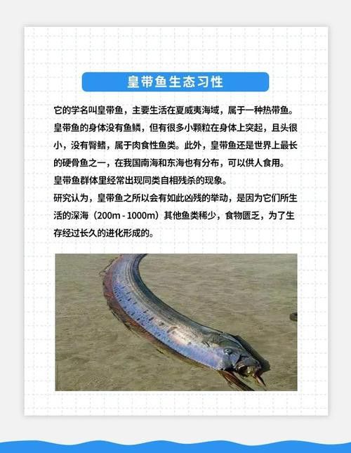 白龍魚是海魚嗎圖片