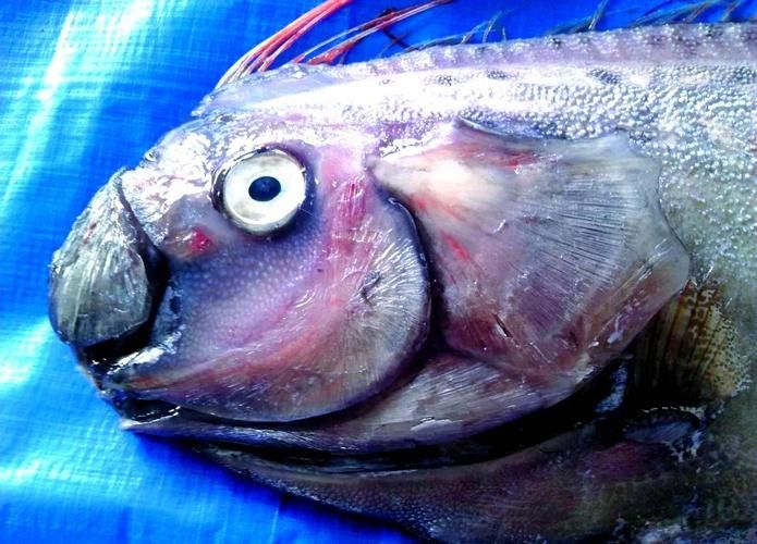 白龍魚是海魚嗎圖片