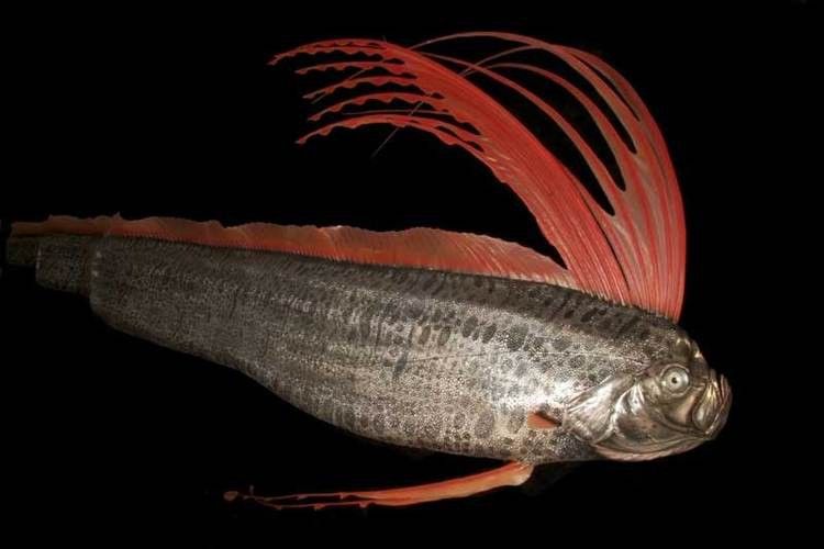 白龍魚是海魚嗎圖片