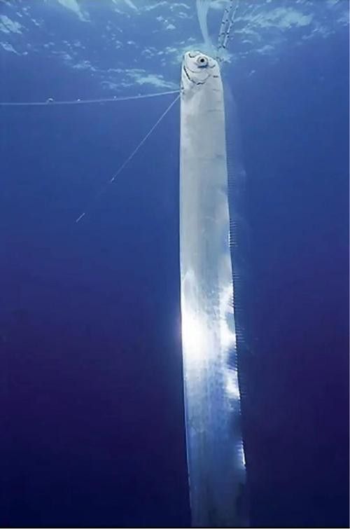 白龍魚是海魚嗎圖片