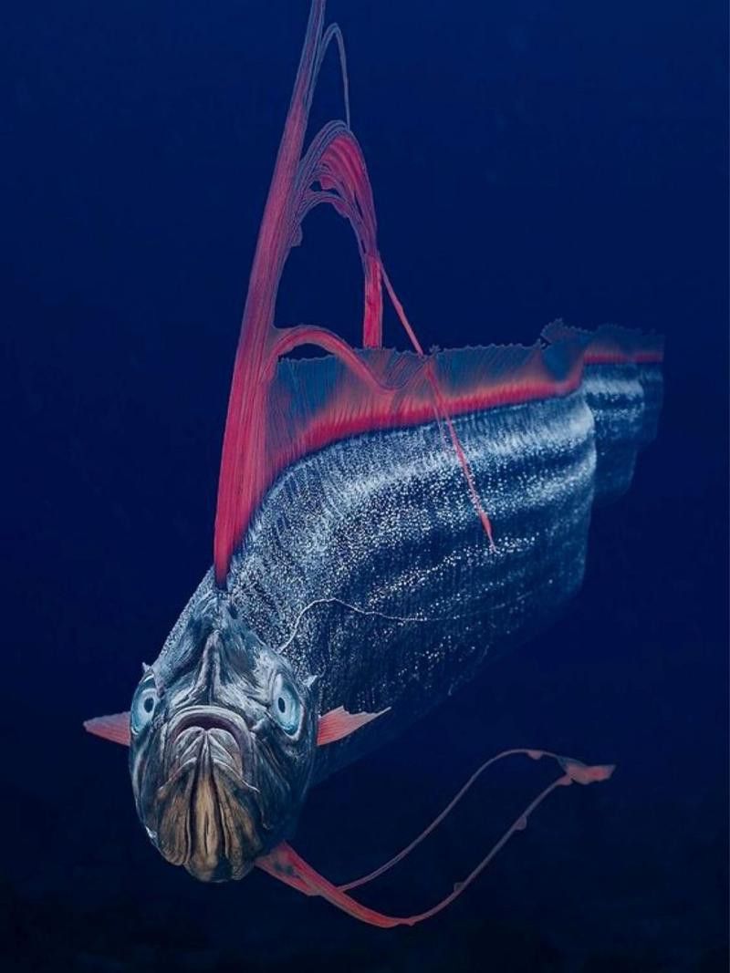 白龍魚是海魚嗎圖片