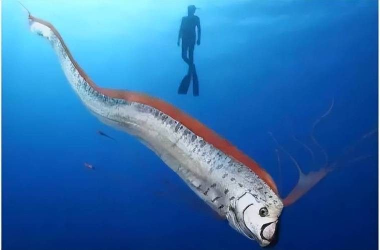 白龍魚是海魚嗎圖片