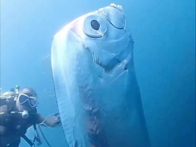 白龍魚是海魚嗎圖片