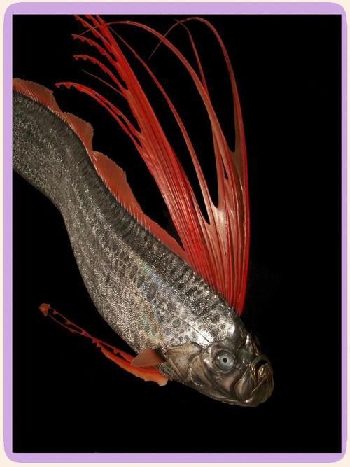 白龍魚是海魚嗎圖片