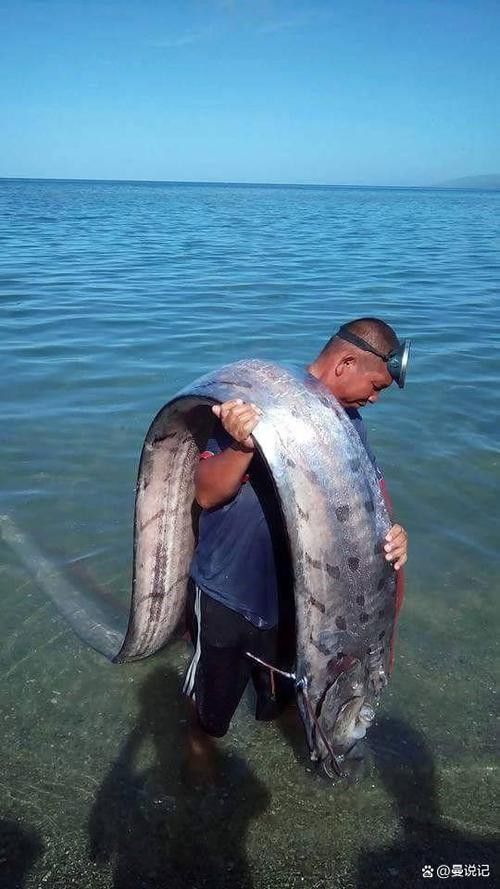 白龍魚是海魚嗎圖片