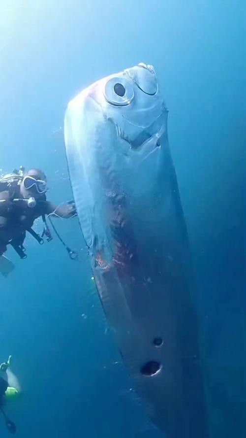 白龍魚是海魚嗎圖片