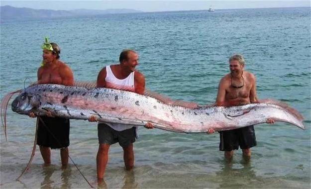 白龍魚是海魚嗎圖片