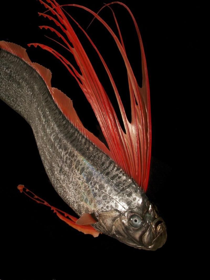 白龍魚是海魚嗎圖片