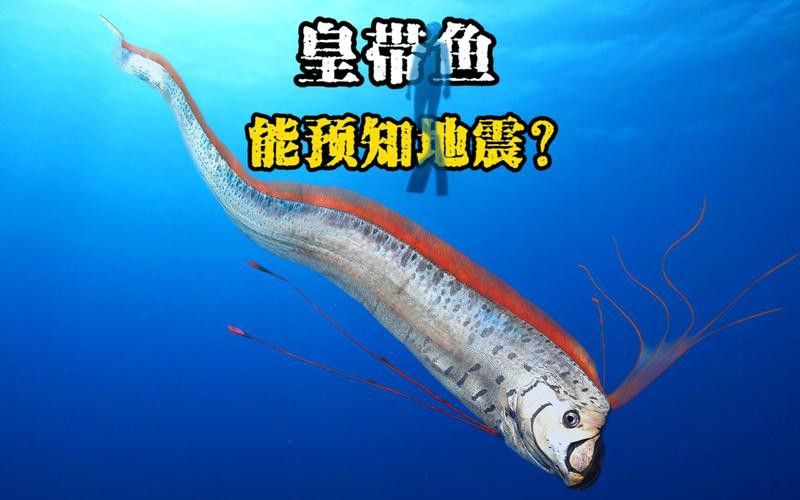 白龍魚是海魚嗎圖片