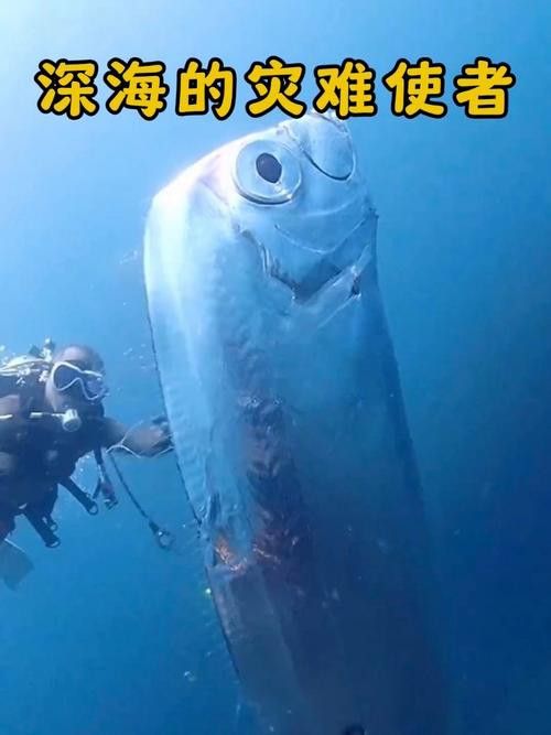 白龍魚是海魚嗎圖片