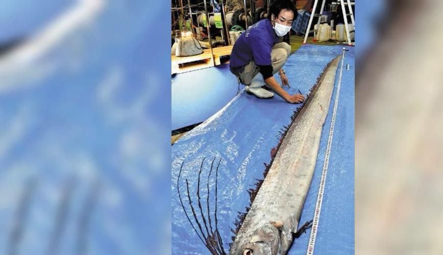 白龍魚是海魚嗎圖片