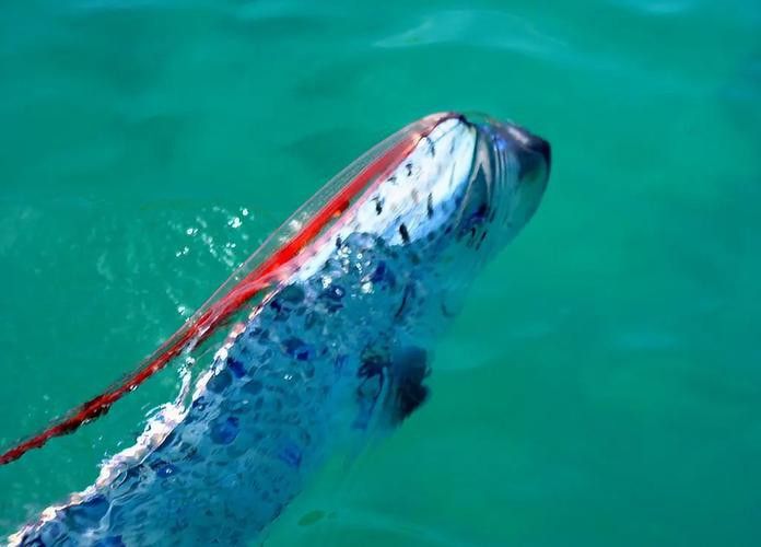 白龍魚是海魚嗎圖片