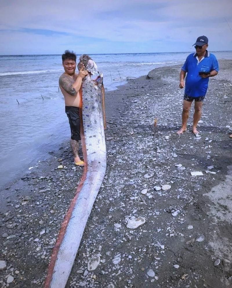 白龍魚是海魚嗎圖片
