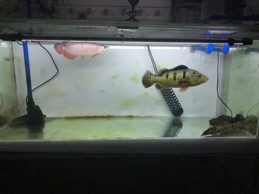 龍魚燈哪個品牌好貼吧：龍魚燈哪個品牌好 龍魚燈哪個品牌好貼吧：龍魚燈哪個品牌好 龍魚百科 第1張