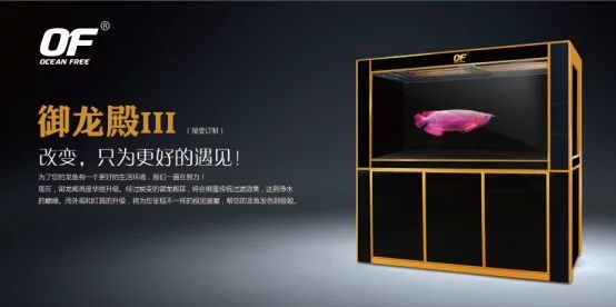 龍魚燈哪個品牌好貼吧：龍魚燈哪個品牌好 龍魚燈哪個品牌好貼吧：龍魚燈哪個品牌好 龍魚百科 第2張