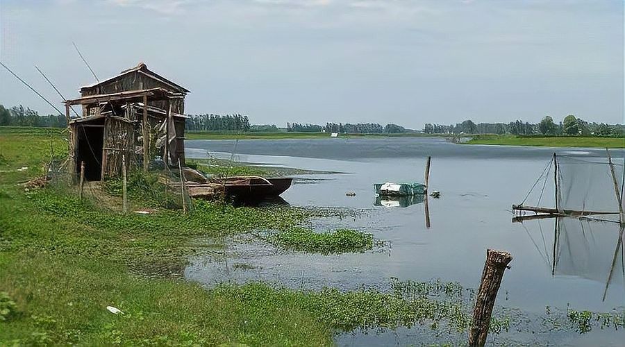 怎么挑選龍魚視頻教學