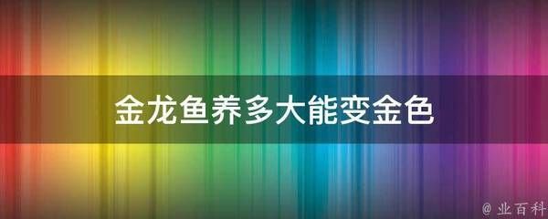 金龍魚變金色過程：如何讓金龍魚展現出美麗的金色