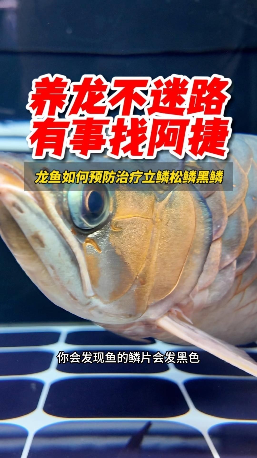 如何預(yù)防龍魚黑鱗立鱗病？
