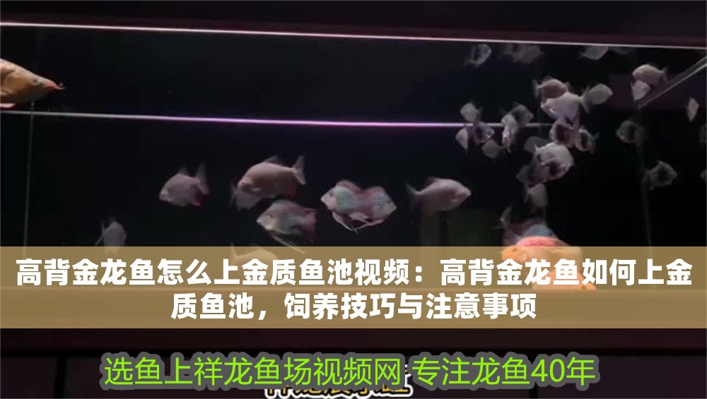 高背金龍魚怎么上金質魚池視頻：高背金龍魚如何上金質魚池，飼養技巧與注意事項
