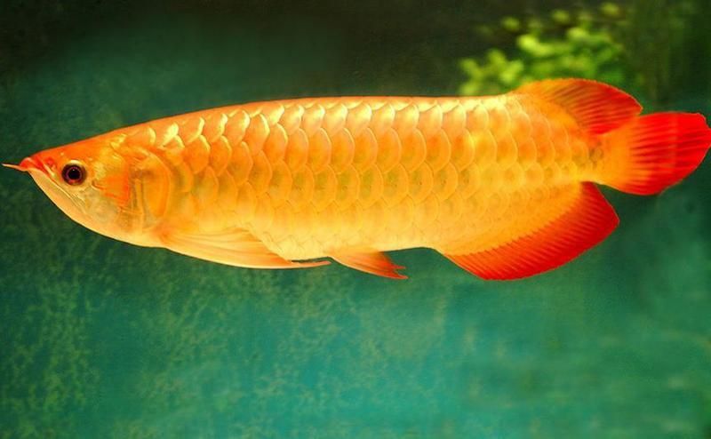 龍魚風水講究是什么樣的