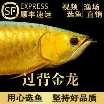 魚缸過濾器選購指南:自制魚缸過濾器魚缸上置過濾器對于養(yǎng)魚愛好者的必備知識(shí) 白子銀龍苗(黃化銀龍苗)(白子銀龍苗最佳飼養(yǎng)環(huán)境,黃化銀龍苗價(jià)格及市場趨勢) 龍魚百科 白子銀龍苗(黃化銀龍苗)(白子銀龍苗最佳飼養(yǎng)環(huán)境,黃化銀龍苗價(jià)格及市場趨勢) 白子銀龍苗(黃化銀龍苗)(白子銀龍苗最佳飼養(yǎng)環(huán)境,黃化銀龍苗價(jià)格及市場趨勢) 龍魚百科