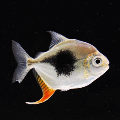 紅勾銀版魚批發：紅勾丁銀板魚批發和貨源基地 紅勾銀版魚批發：紅勾丁銀板魚批發和貨源基地 龍魚百科 第2張