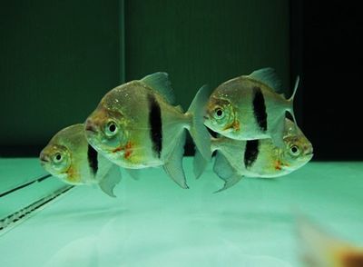 紅勾銀版魚批發：紅勾丁銀板魚批發和貨源基地 紅勾銀版魚批發：紅勾丁銀板魚批發和貨源基地 龍魚百科 第3張