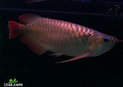 阿古斯龍魚：關于阿古斯龍魚的問題