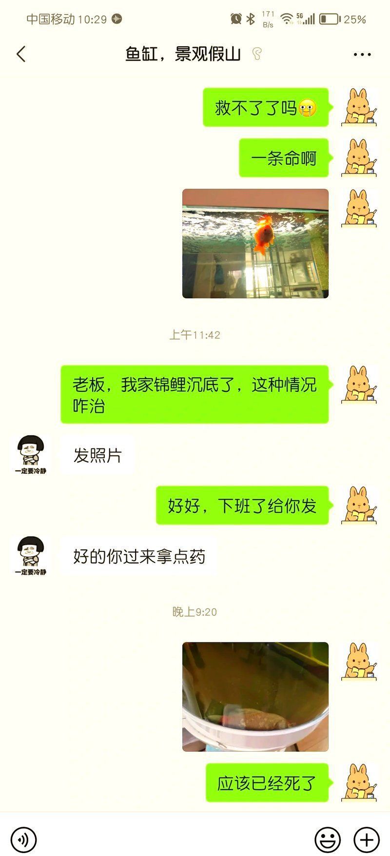 錦鯉死了是吉還是兇