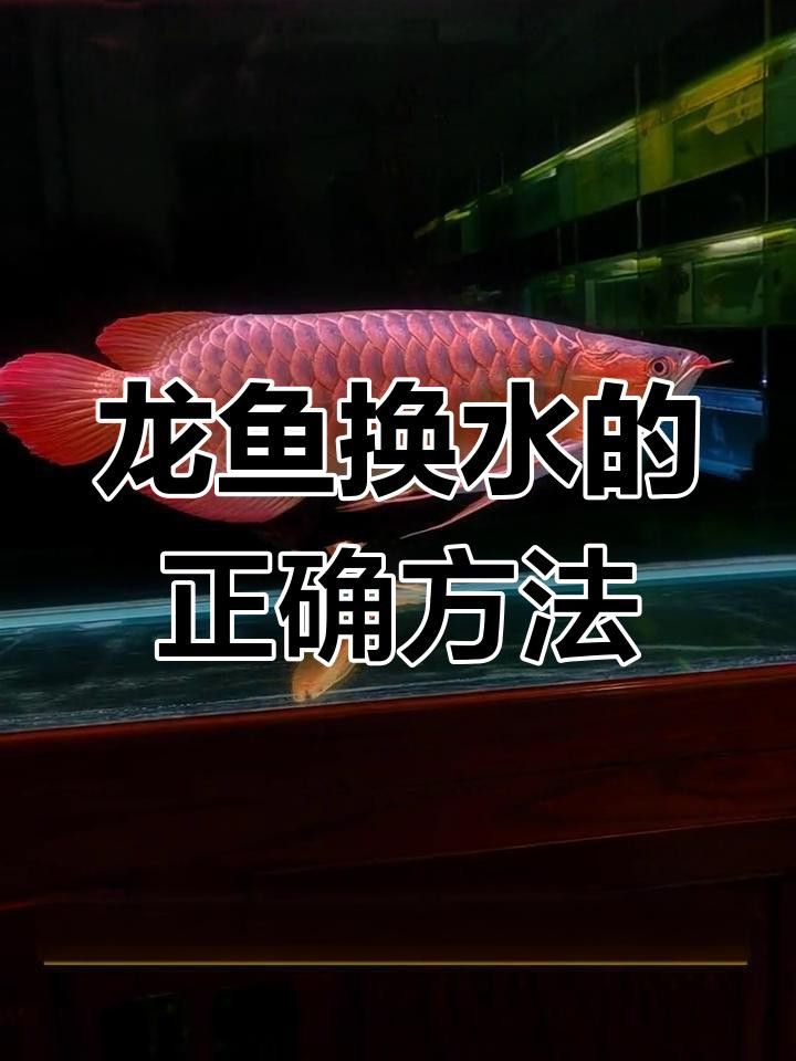紅龍魚苗需要多久換一次水？