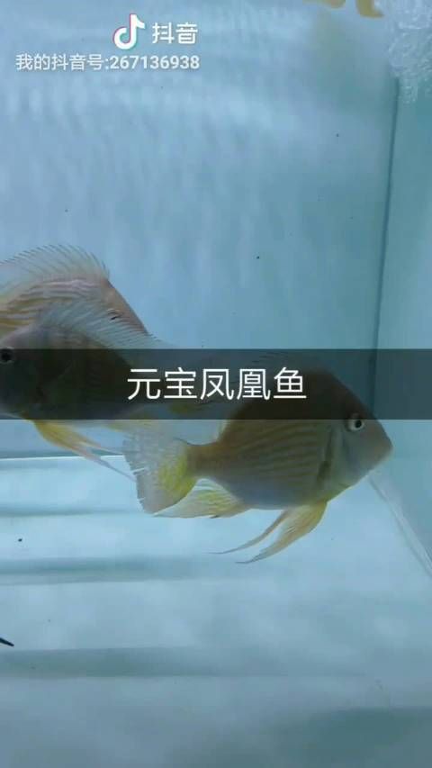 龍魚和元寶鳳凰最簡單區(qū)分