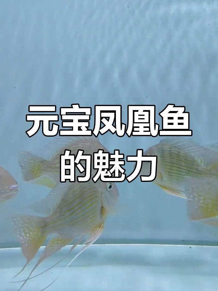 龍魚和元寶鳳凰最簡單區(qū)分
