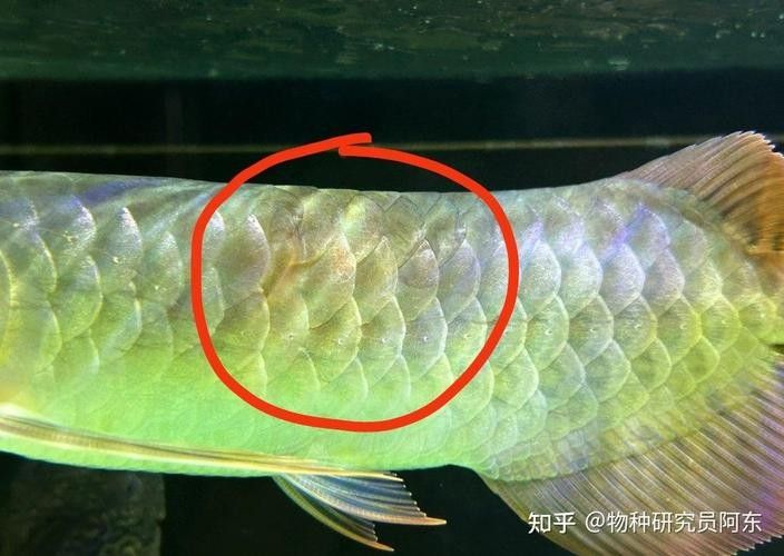 龍魚炸鱗圖片祥龍漁場