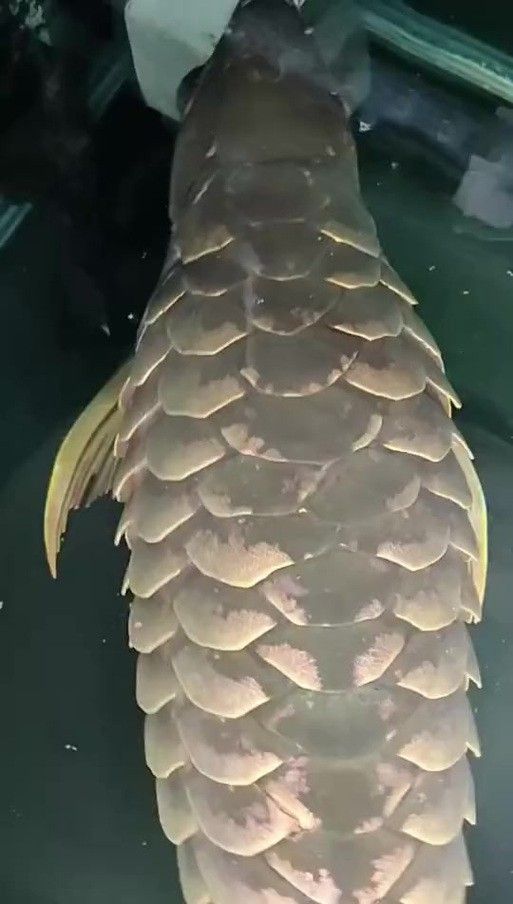 龍魚炸鱗圖片祥龍漁場