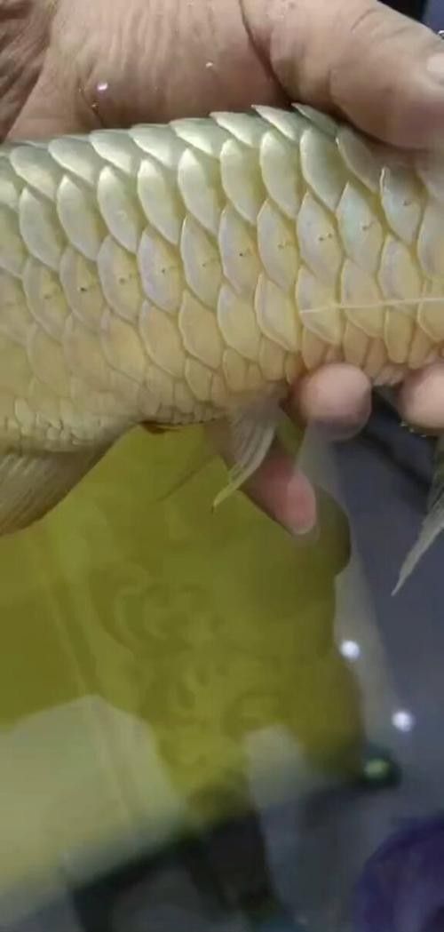 龍魚炸鱗圖片祥龍漁場