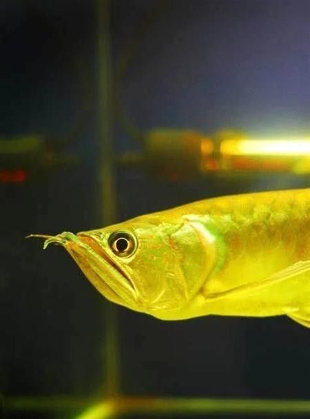 龍魚炸鱗圖片祥龍漁場
