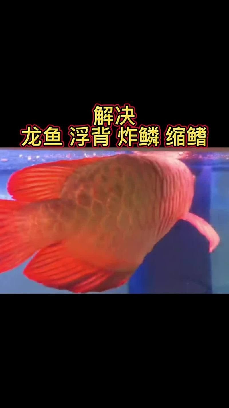 龍魚炸鱗圖片祥龍漁場