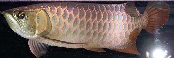 金龍魚形態好的品種（金龍魚品種多樣，每種都有獨特的形態和觀賞價值） 金龍魚形態好的品種（金龍魚品種多樣，每種都有獨特的形態和觀賞價值） 龍魚百科 第5張