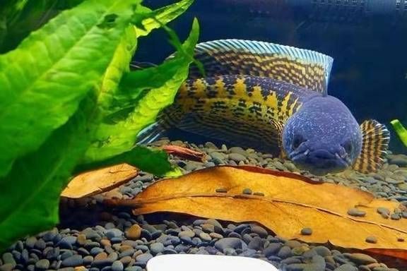 黃金眼鏡蛇雷龍魚飼養技巧，**黃金眼鏡蛇雷龍魚繁殖技術介紹 黃金眼鏡蛇雷龍魚飼養技巧，**黃金眼鏡蛇雷龍魚繁殖技術介紹 龍魚百科 第4張