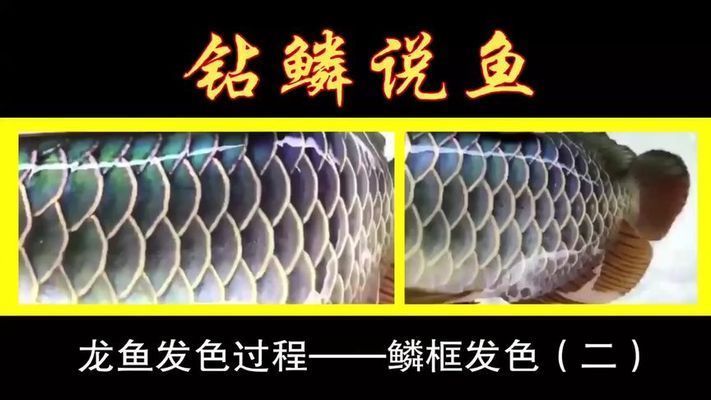 龍魚發(fā)色階段詳解視頻播放：深入解析龍魚發(fā)色過程