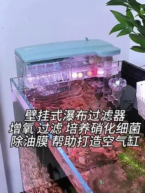 龍魚缸過濾器多久清洗一次 龍魚缸過濾器多久清洗一次 龍魚百科 第6張