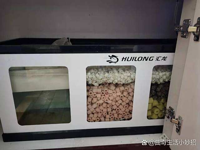 龍魚缸過濾器多久清洗一次 龍魚缸過濾器多久清洗一次 龍魚百科 第12張