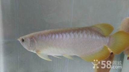 號半龍魚值得養嗎（號半龍魚能養到70歲嗎？）