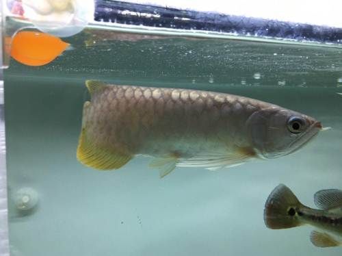 號半龍魚值得養嗎（號半龍魚能養到70歲嗎？）
