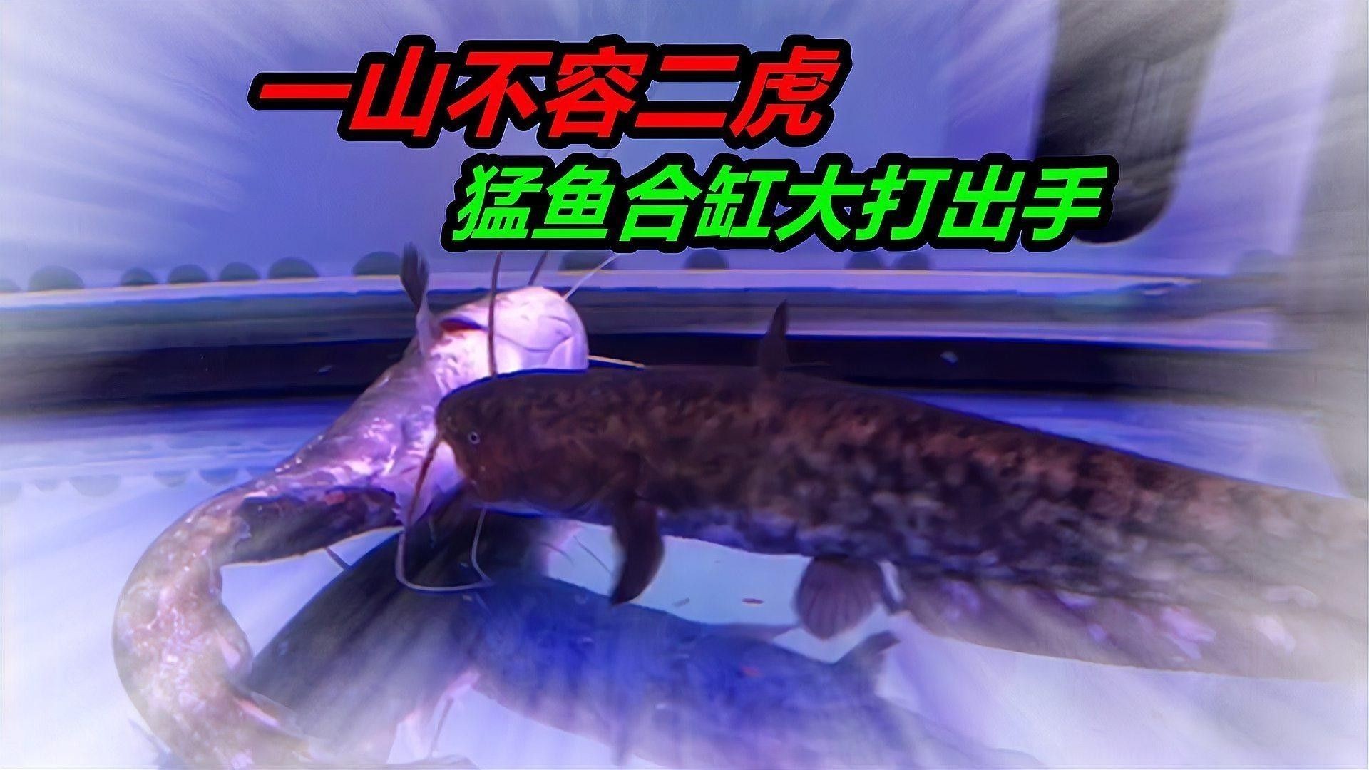 銀龍魚神經(jīng)質(zhì)撞缸